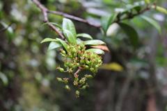 Metrosideros albiflora