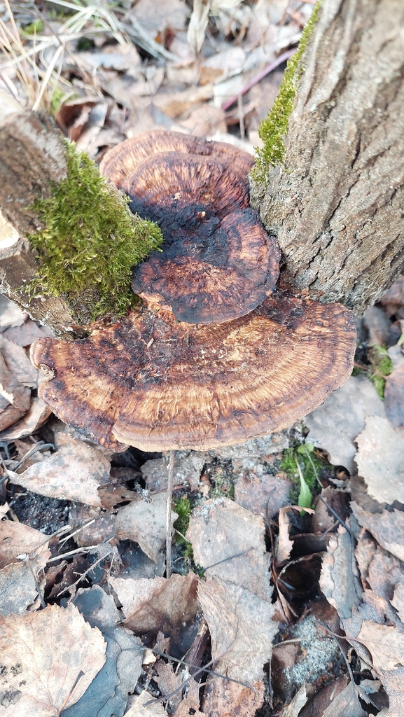 Daedaleopsis confragosa · December 2025 · photo: © viktorstrenada (iNaturalist, cc-by)
