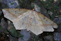 Pareclipsis gracilis