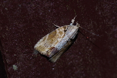 Etanna breviuscula