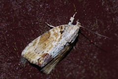 Etanna breviuscula
