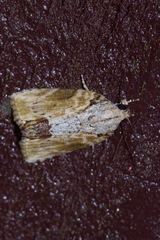 Etanna breviuscula