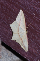 Timandra convectaria