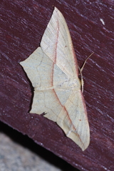 Timandra convectaria