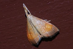 Clupeosoma pryeri
