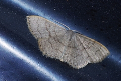 Scopula plumbearia
