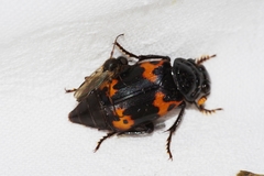 Nicrophorus nepalensis