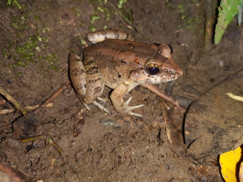 Limnonectes larvaepartus