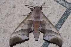 Polyptychus chinensis