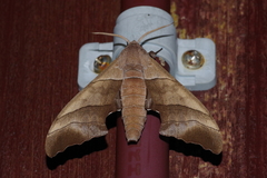 Polyptychus chinensis