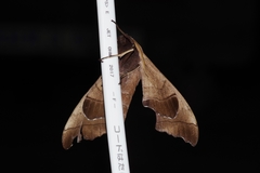 Polyptychus chinensis