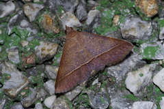 Hypospila bolinoides