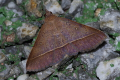 Hypospila bolinoides