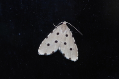 Metaemene atrigutta maculata