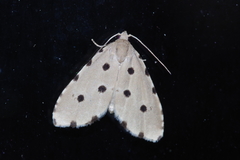 Metaemene atrigutta maculata