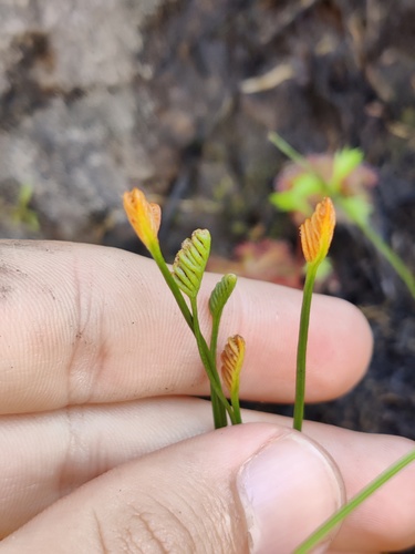 Henscomb Fern (Schizaea tenella)