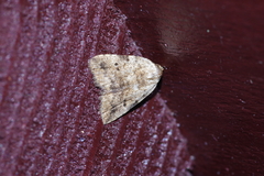 Neachrostia bipuncta