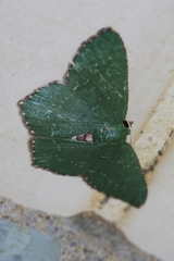 Hemithea tritonaria