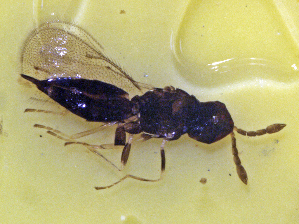 Ceranisus lepidotus