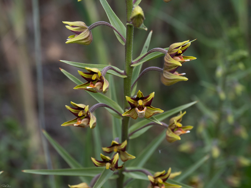 Eastern Marsh Helleborine