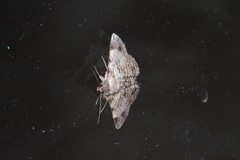 Panilla costipunctata