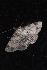 Panilla costipunctata