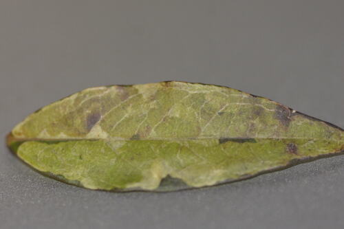 Unknown species found near 8305 Camp Durant Rd, Raleigh, NC 27614