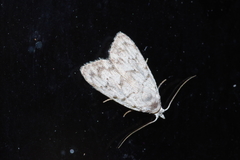 Nola thyrophora