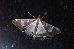 Glyphodes actorionalis