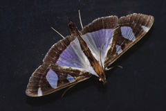 Glyphodes actorionalis