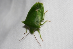 Vitellus orientalis