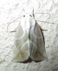 Neaxestis piperitella