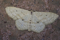 Scopula emma