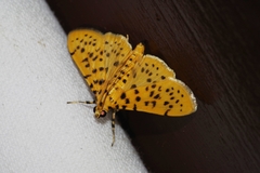 Conogethes punctiferalis