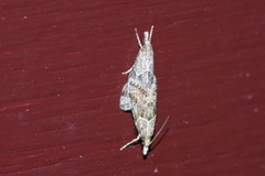 Microchilo inexpectellus