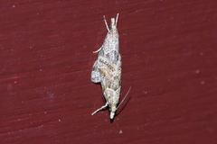 Microchilo inexpectellus