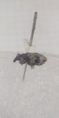 Bothynoderes affinis