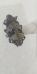 Bothynoderes affinis