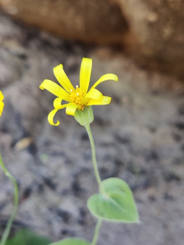 Climbing Babooncabbage (Othonna perfoliata)