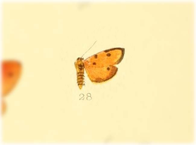 Miltochrista cylletona
