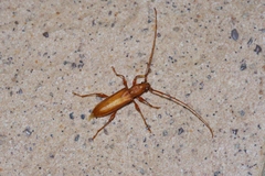 Allotraeus insularis