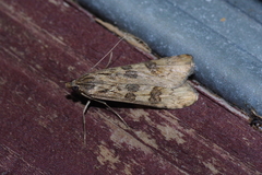 Nomophila noctuella