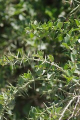 Azima tetracantha