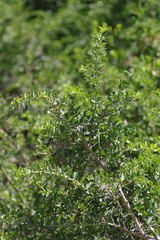 Azima tetracantha