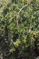Azima tetracantha