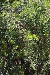 Azima tetracantha