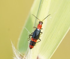 Carphurus longicollis