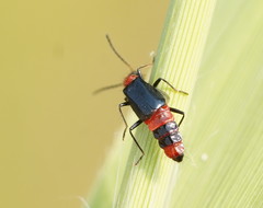 Carphurus longicollis