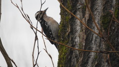 Dryobates villosus harrisi