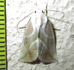 Neaxestis piperitella